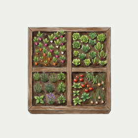 Illustration d'un carré potager avec légumes et aromates